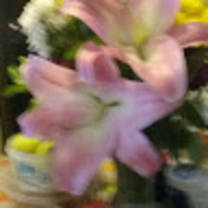 Meet your Posher, Bernarda